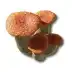 Red Bolete