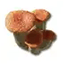 Red Bolete