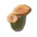 Pink Bolete