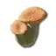 Pink Bolete