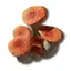 Ruby Bolete
